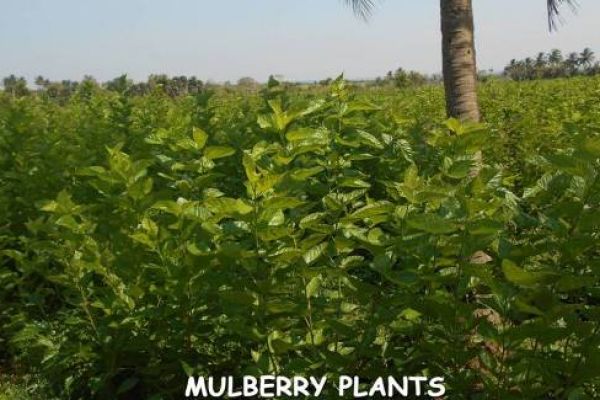 3-entomiology-mulberry-plants283EC35F-FD1E-2C14-05A5-8548837BFB6F.jpg