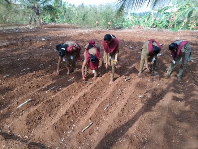 Crop cafeteria