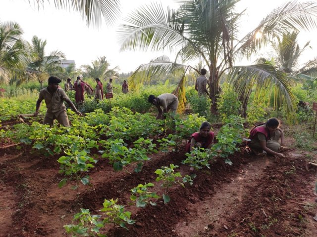 Crop cafeteria