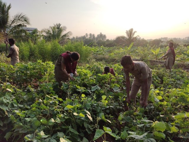 Crop cafeteria