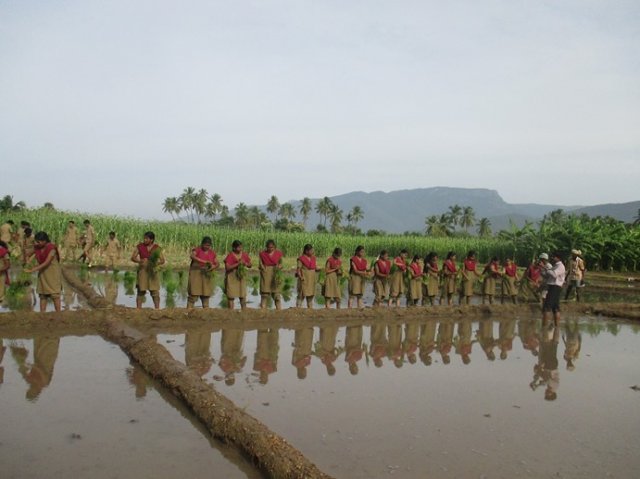 Crop Management